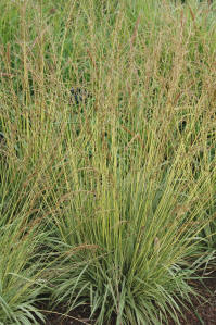 Molinia caerulea Variegata - Ornamental Grass
